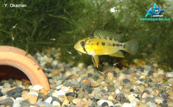 www.israquarium.co.il